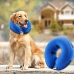 Collar-inflable9-1.jpg Collar inflable9 1