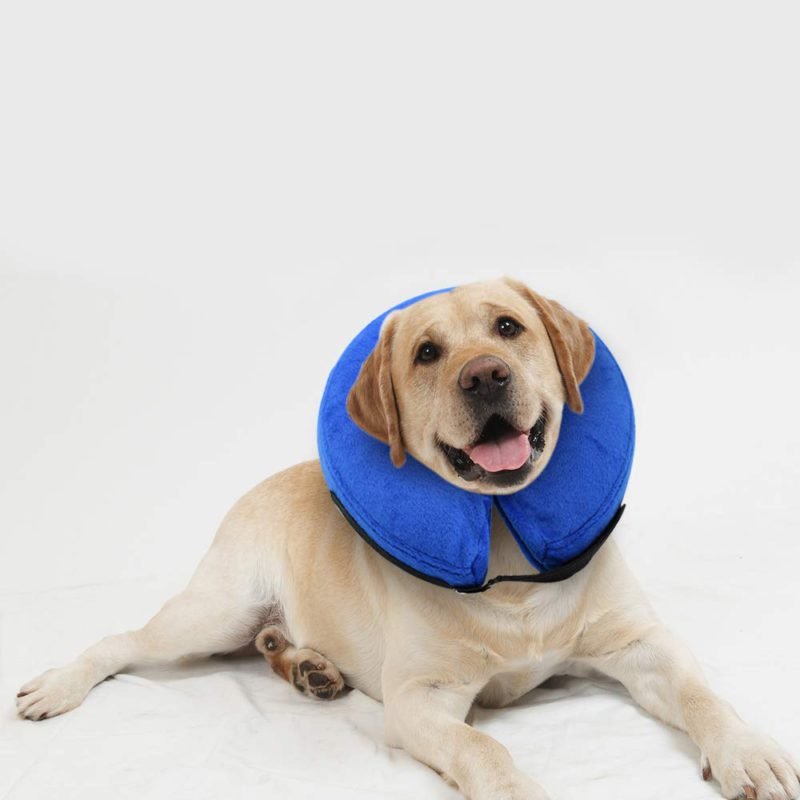 Cuello-para-mascotas-post-quirurgico-inflable-1.jpg El Collar Isabelino Inflable para perros y gatos es terapuetico. Acelera la curación de los eczemas y de las heridas con este collar isabelino inflable, de Animal Lovers, que impide que tu perro o gato se lama o mordisquee las heridas abiertas o la piel inflamada.