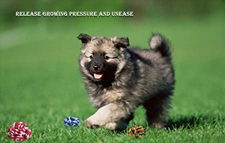 Pelota-para-perro-algodon4.jpg Pelota para perro algodon4