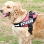 k9-modelo-1.jpg