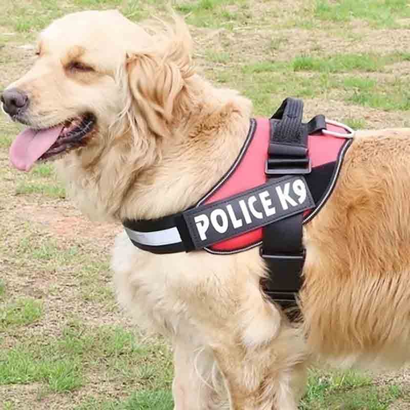k9-modelo-1.jpg