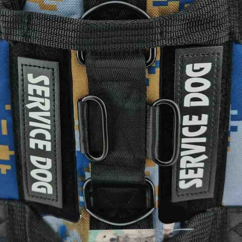 service-dog-azul-2-1.jpg