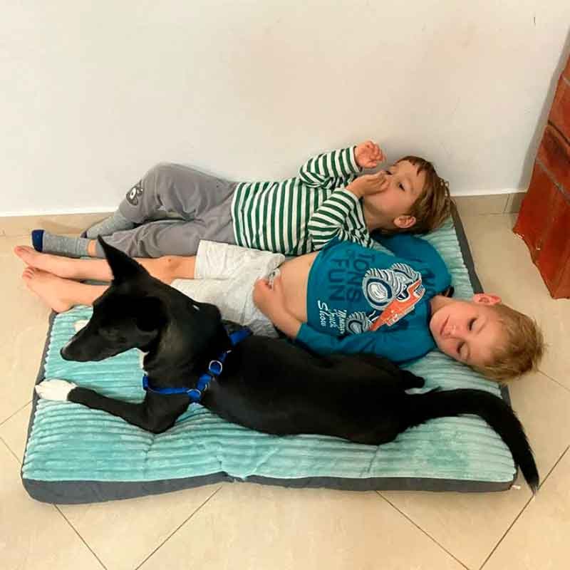 Colchón lavable para perro mediano a grande, talla XL, Hoopet