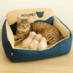 Cama para Perros Medianos