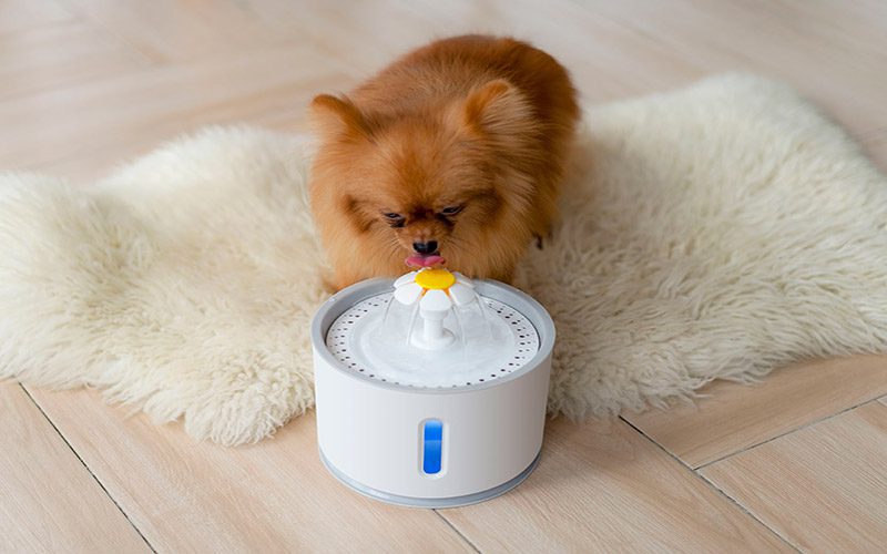 Fuente de Agua para gatos IT102