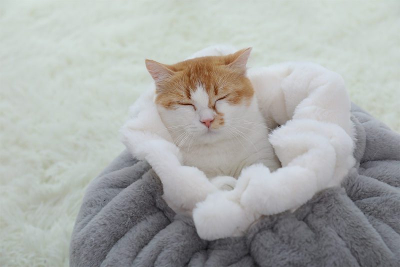 Cama Gato Escondite